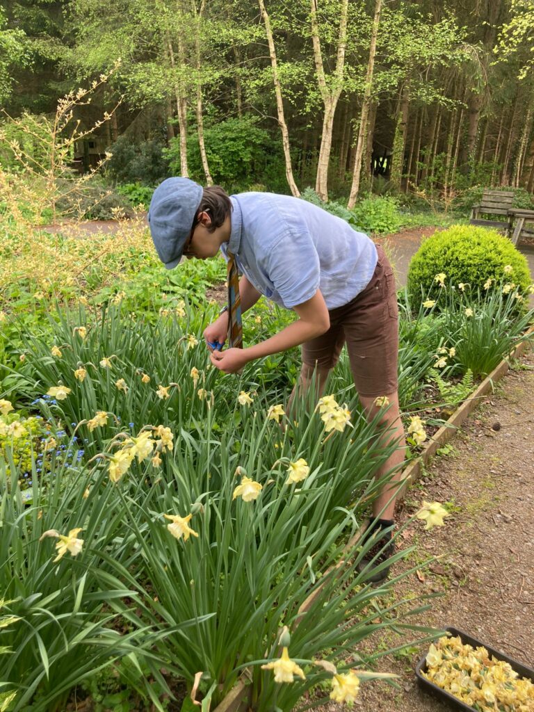 Young man in flat cap tending to daffodils